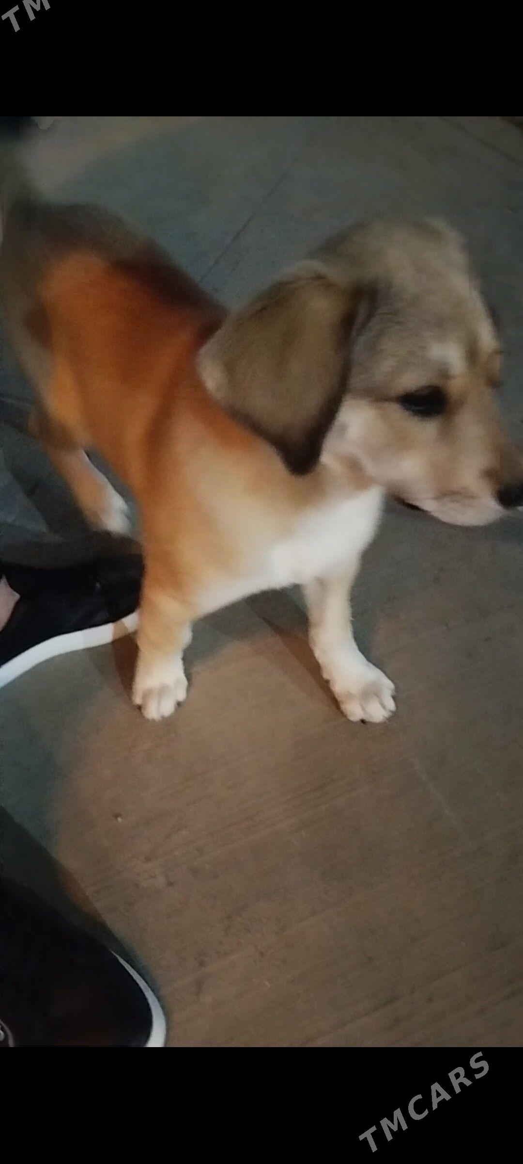 Лабрадор 4 месяцев - Aşgabat - img 3