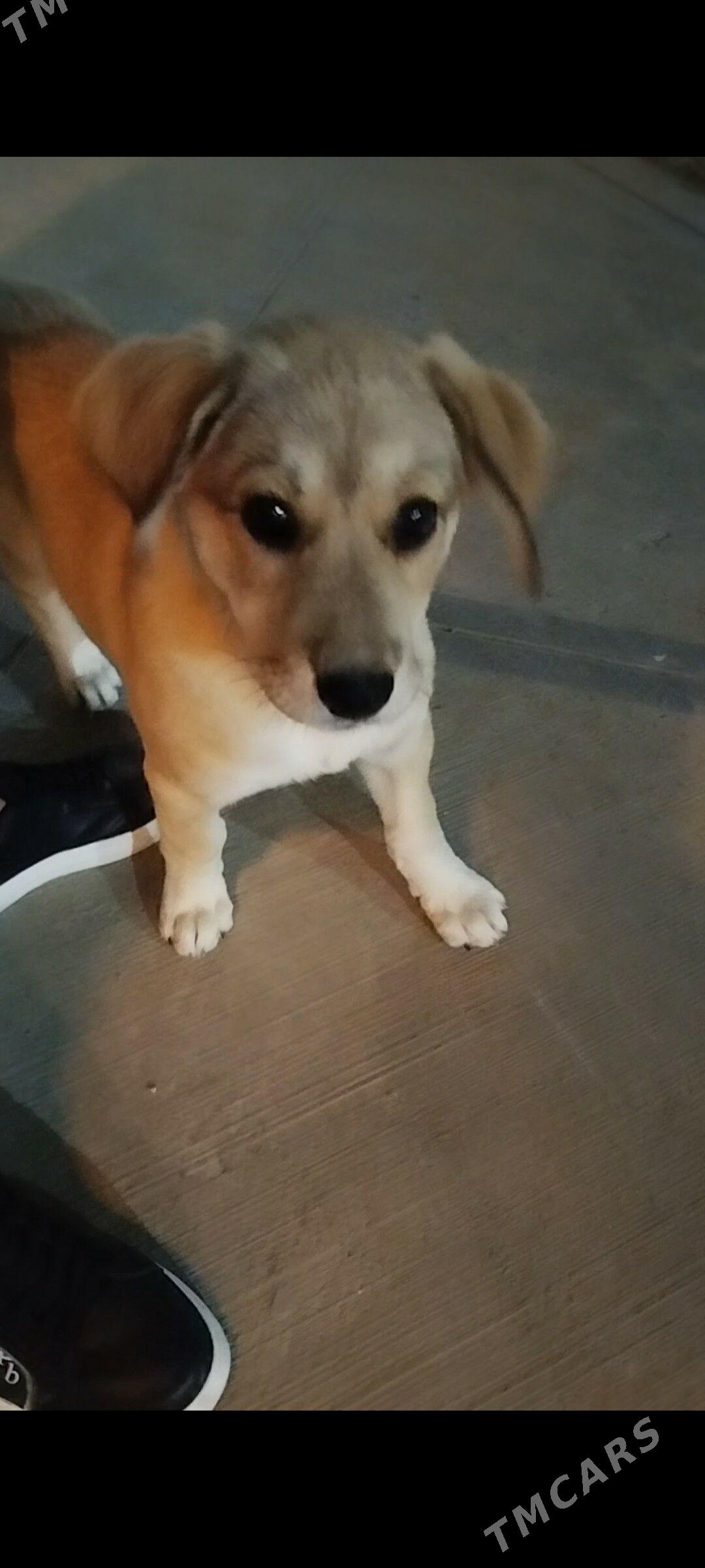 Лабрадор 4 месяцев - Aşgabat - img 4