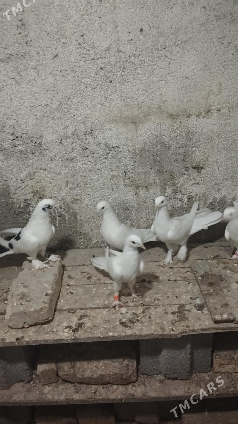 kepderi - Gyzylarbat - img 3