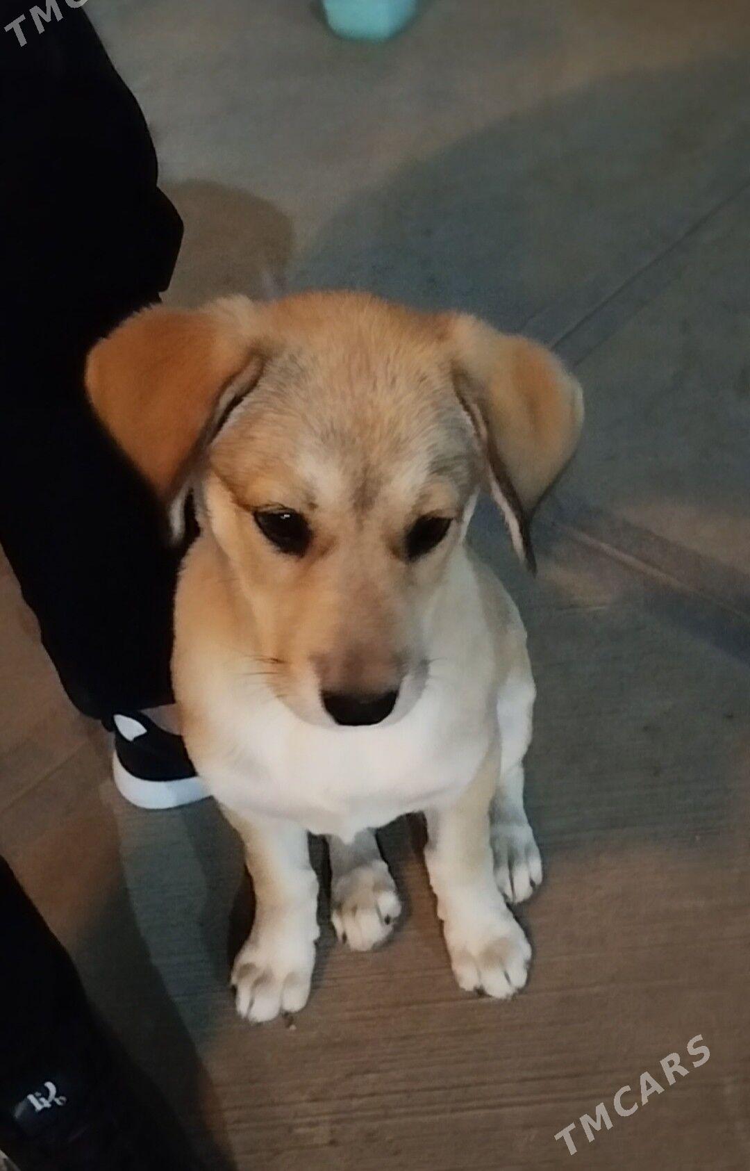 Лабрадор 4 месяцев - Aşgabat - img 1