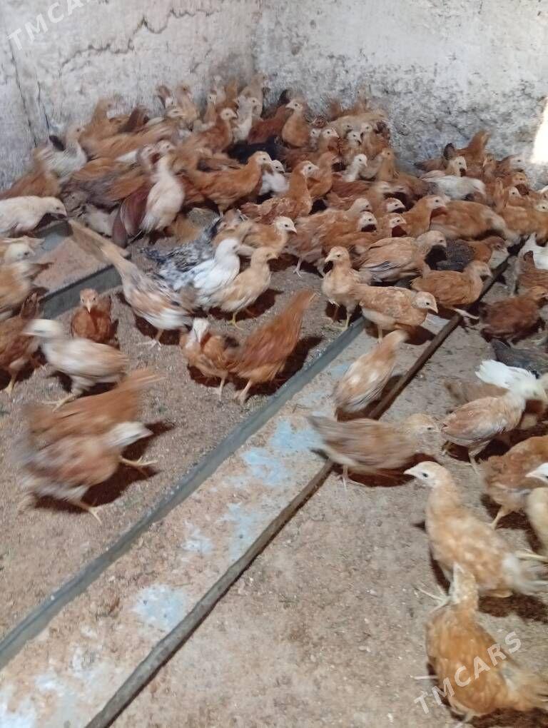 jüje - Gökje - img 3