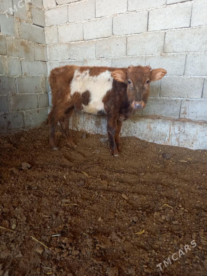 okuz - Gökdepe - img 2