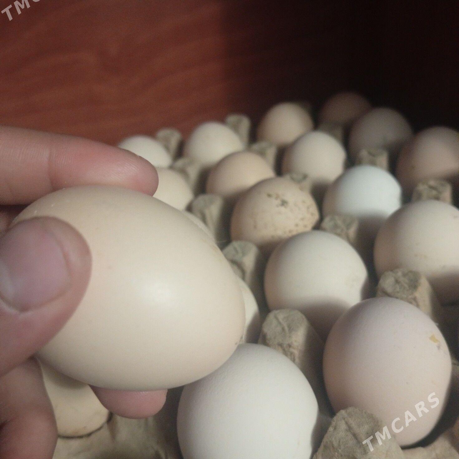 Lohman braun Sandy dominant - Гёкдепе - img 1