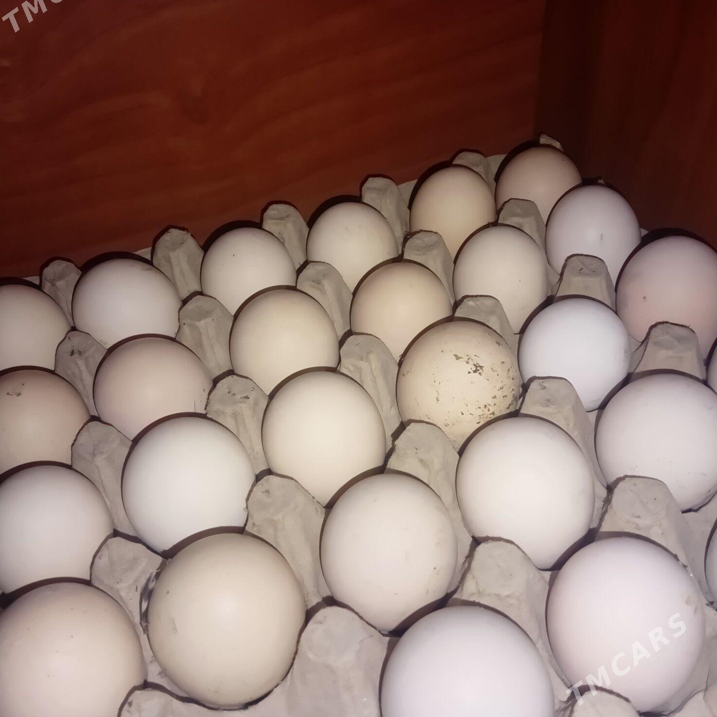 Lohman braun Sandy dominant - Гёкдепе - img 2