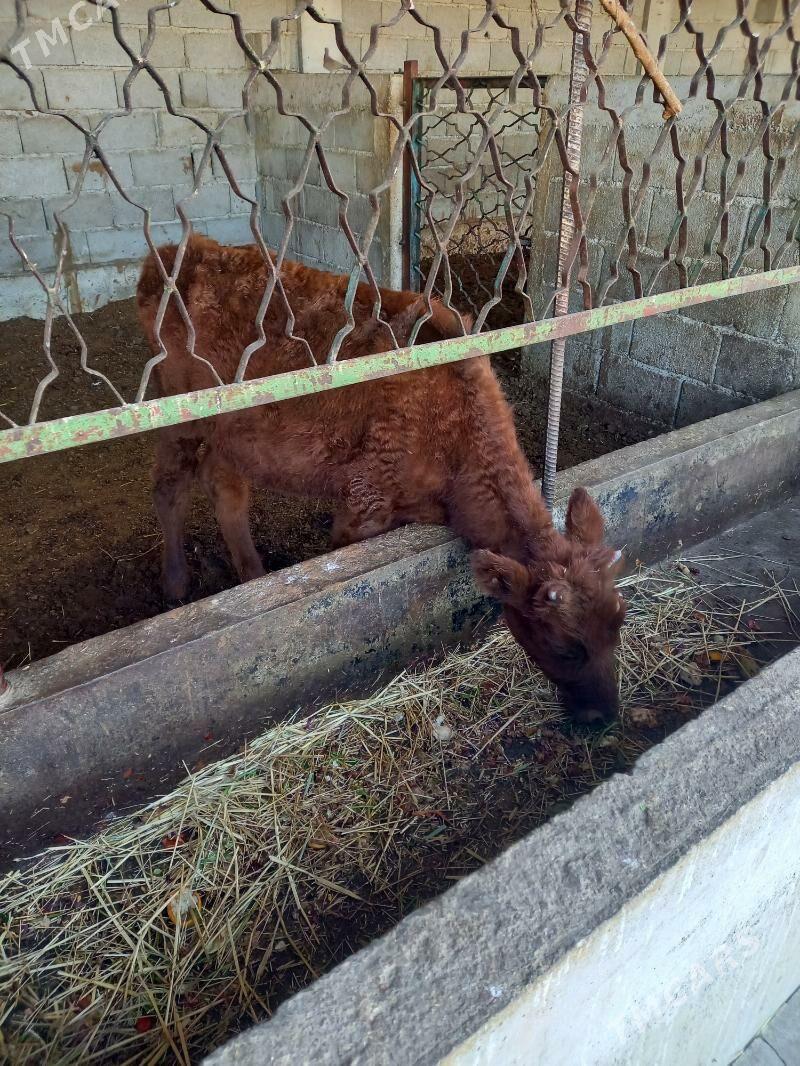 okuz - Gökdepe - img 1