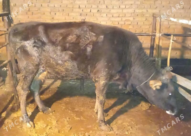 sygyr - Бахарден - img 4