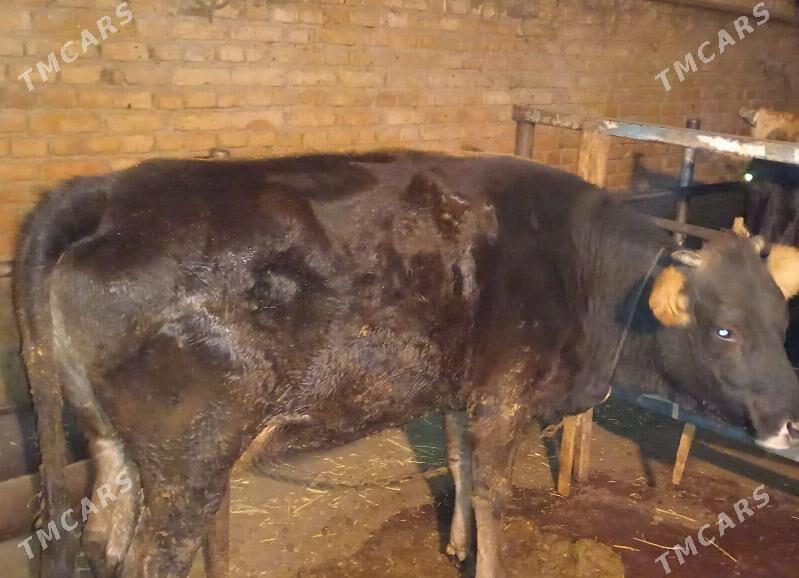 sygyr - Бахарден - img 1