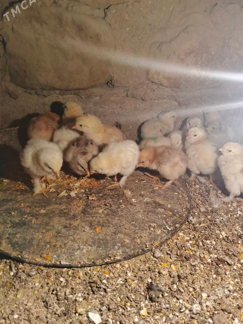 brama juje - Джебел - img 3