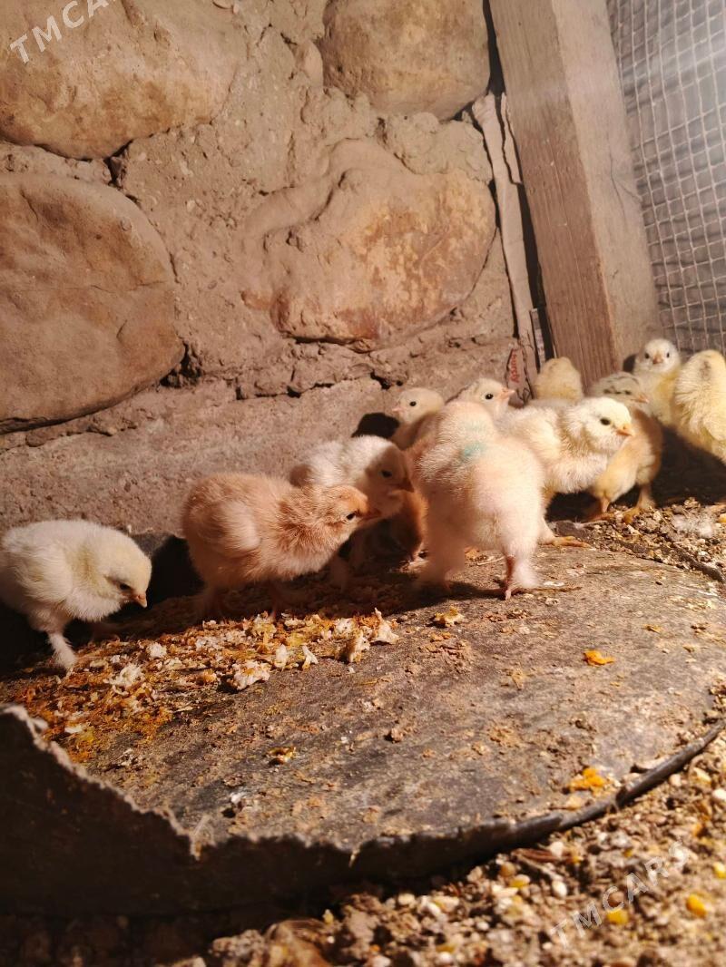 brama juje - Джебел - img 4