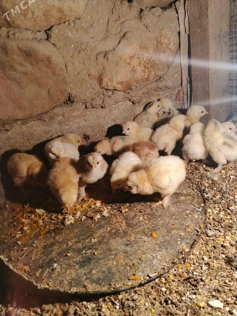 brama juje - Джебел - img 2