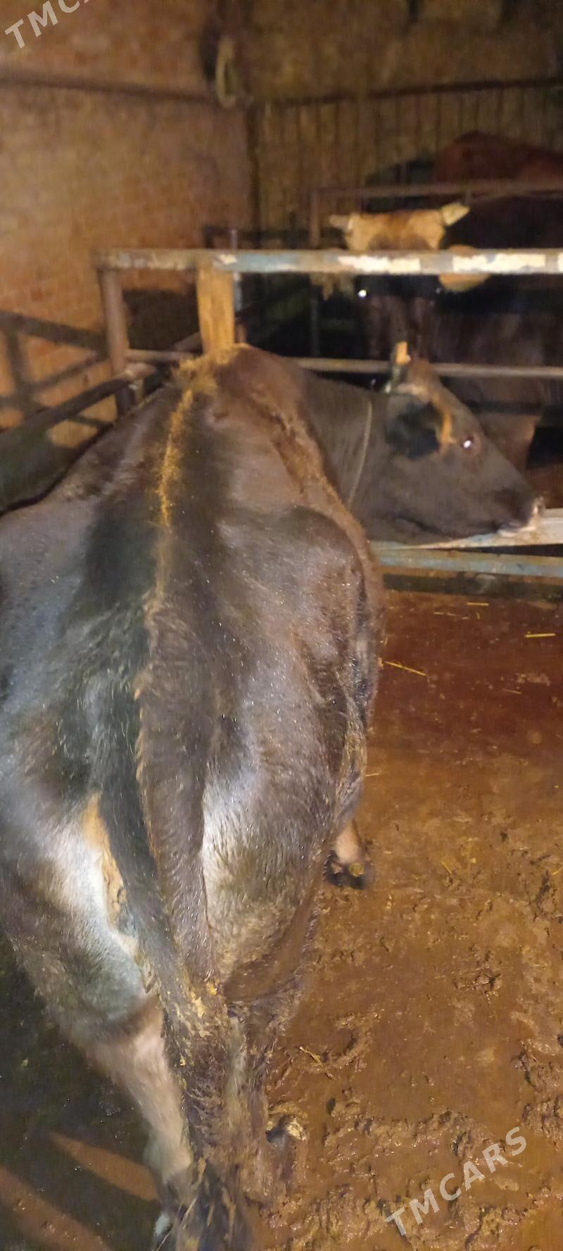 sygyr - Бахарден - img 3