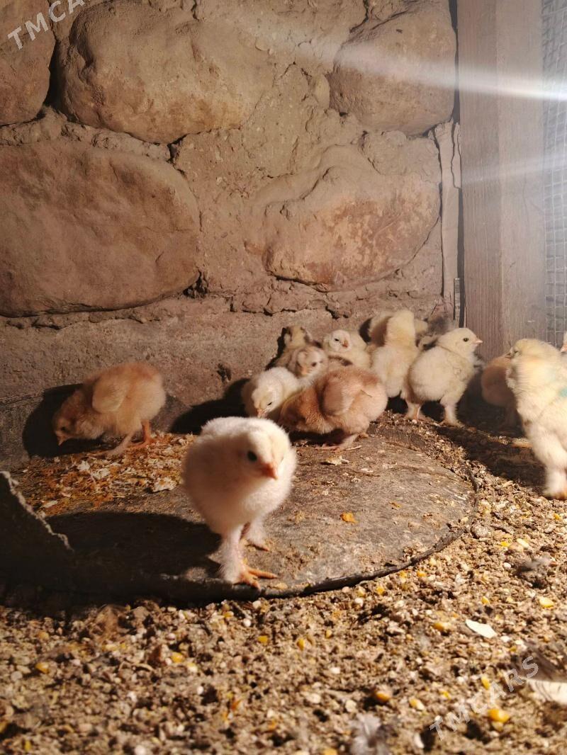 brama juje - Джебел - img 1