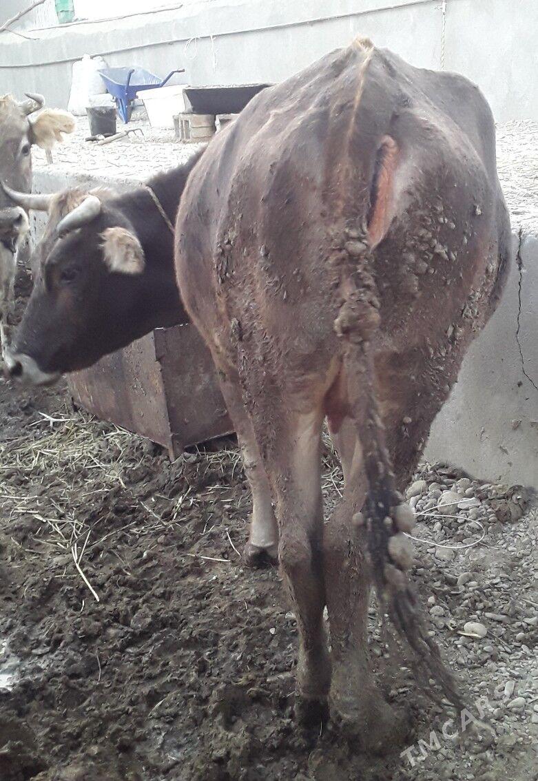 Sygyr - Бахарден - img 2