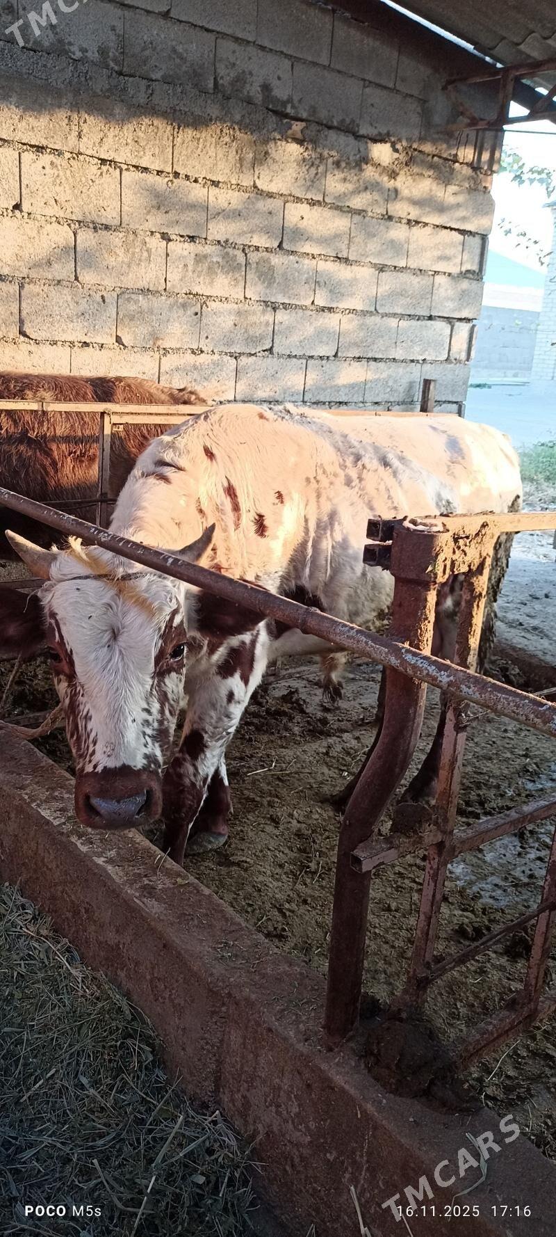 òkùz - Bäherden - img 1