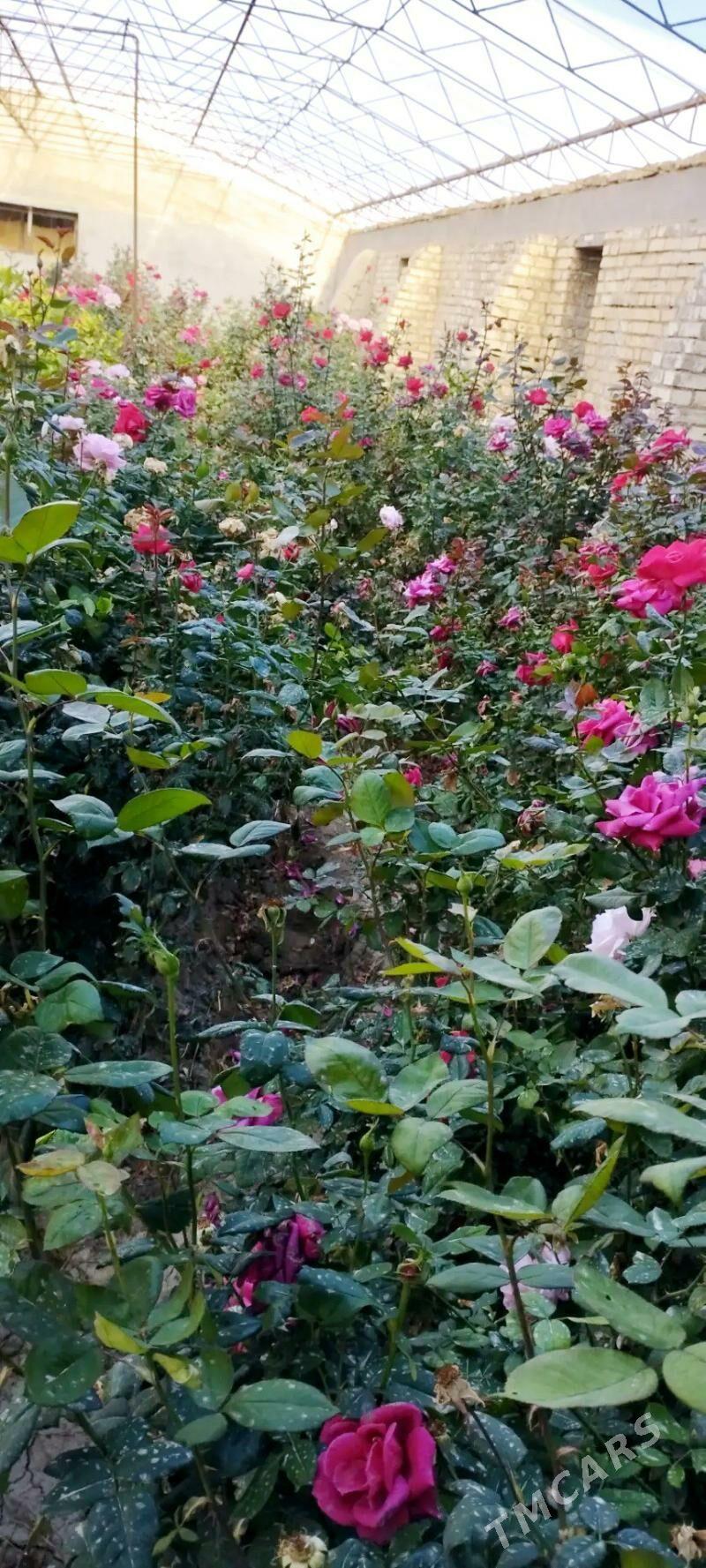 Bägül güller, nahallary - Mary - img 1