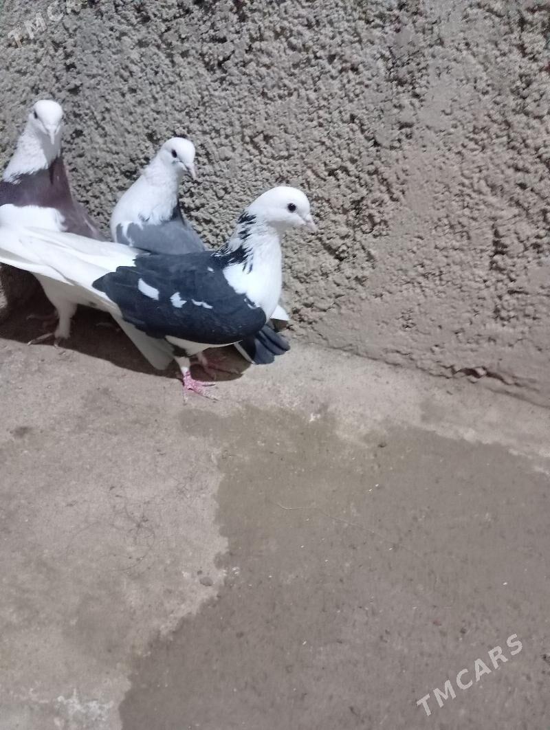 kepderi - Gyzylarbat - img 4