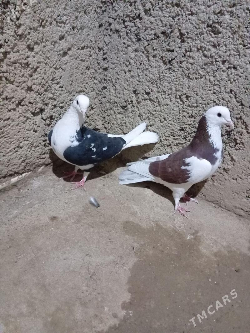 kepderi - Gyzylarbat - img 3