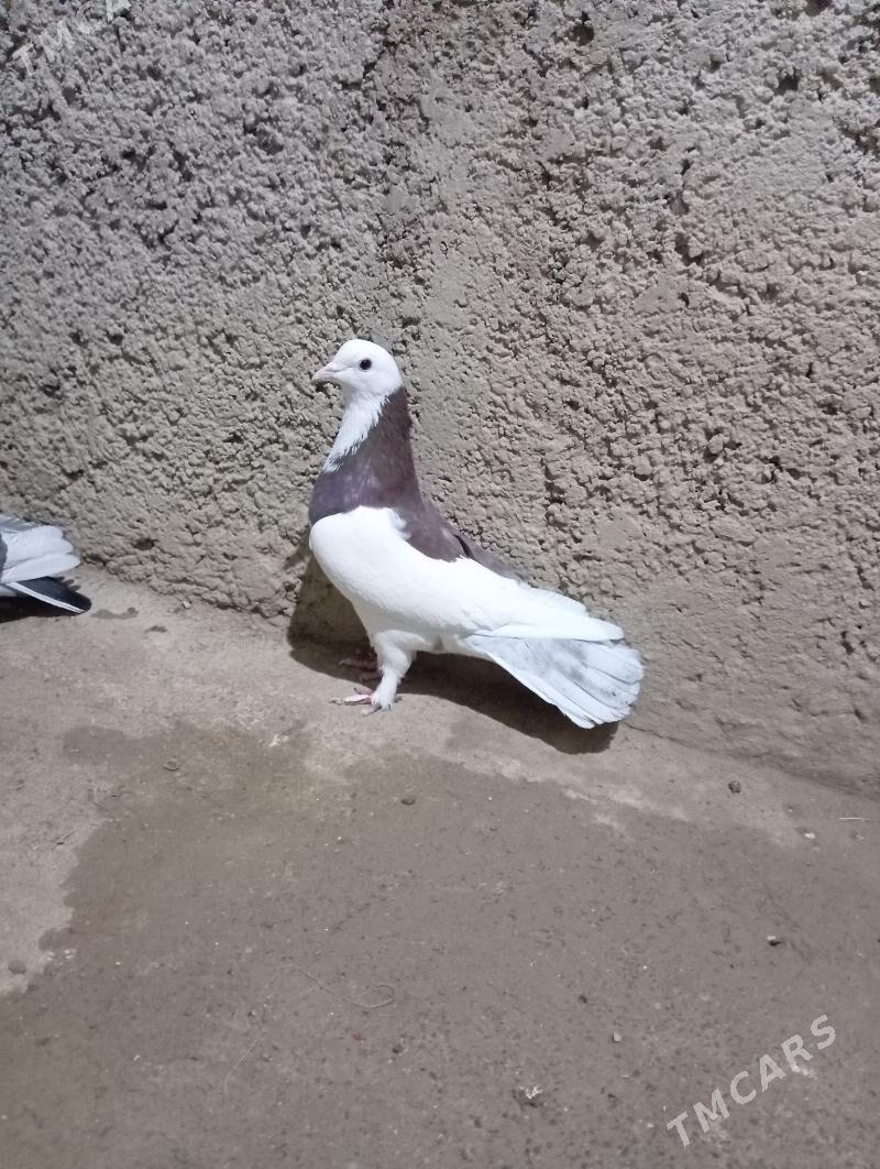 kepderi - Gyzylarbat - img 1