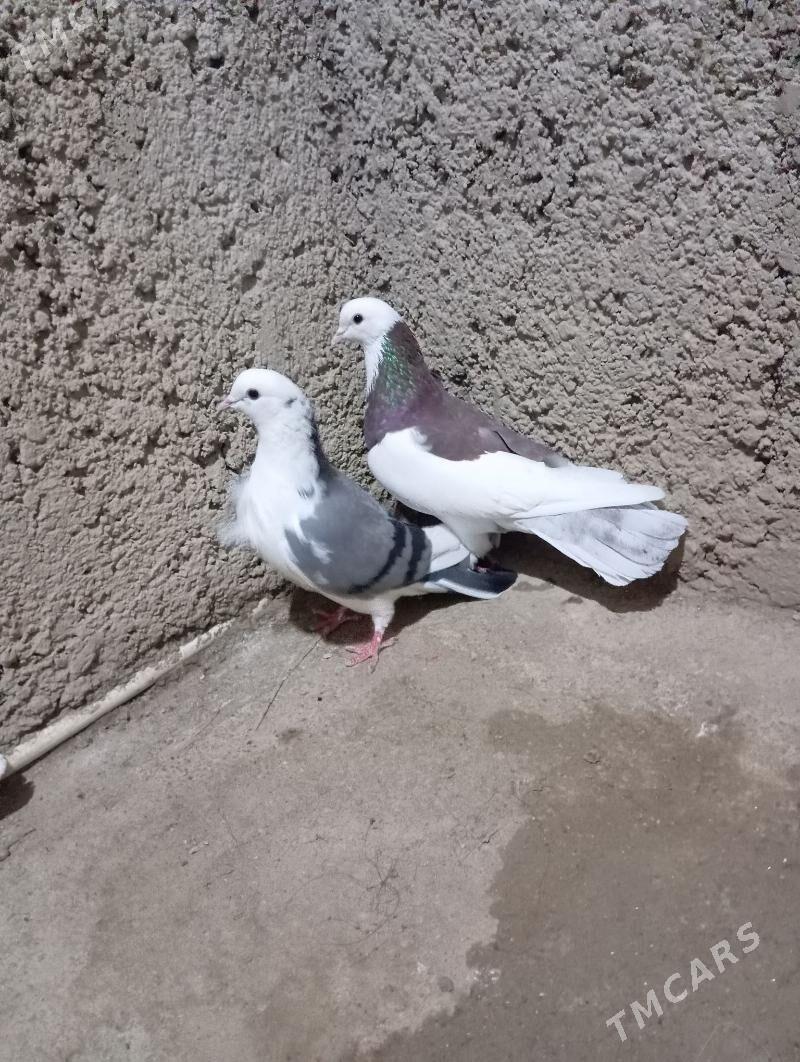 kepderi - Gyzylarbat - img 2