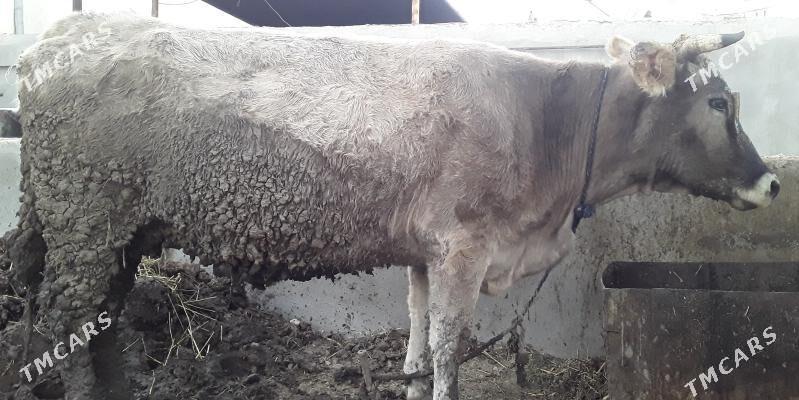 sygyr - Bäherden - img 3