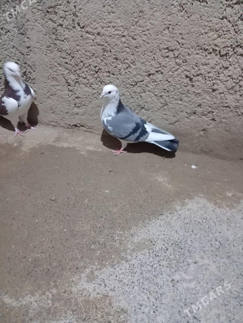 kepderi - Gyzylarbat - img 6