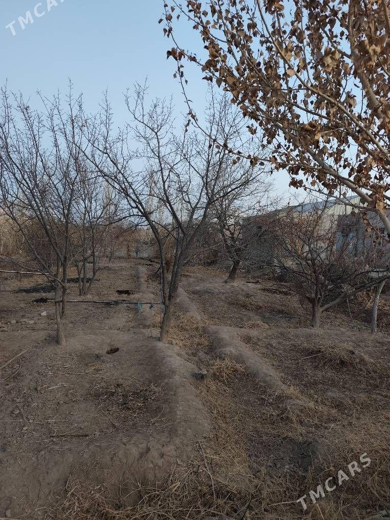 satlyk jay - Кёнеургенч - img 2