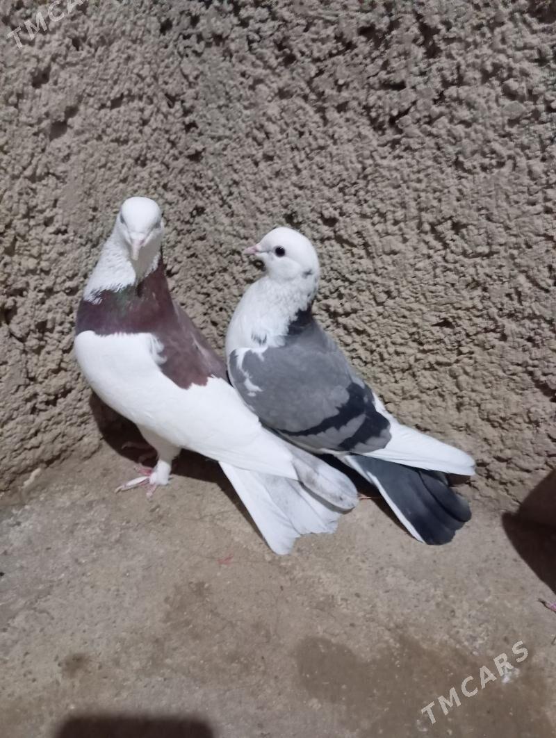 kepderi - Gyzylarbat - img 5