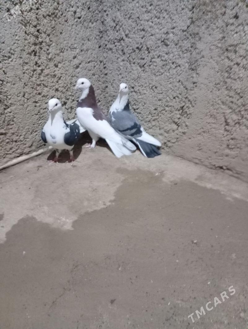 kepderi - Gyzylarbat - img 7