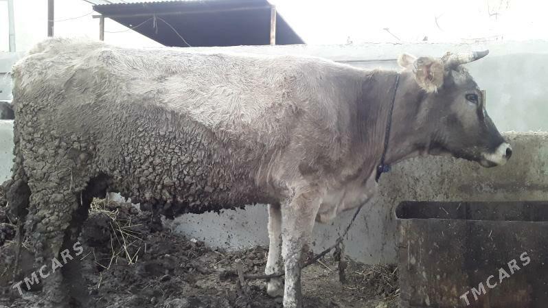 sygyr - Bäherden - img 4