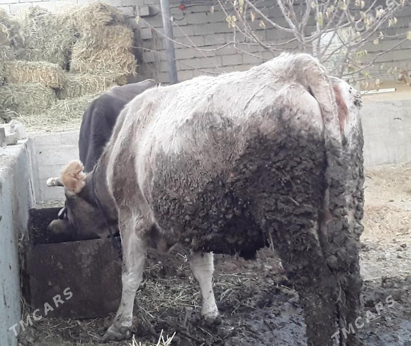 sygyr - Bäherden - img 2