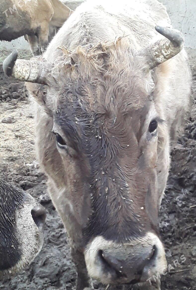 sygyr - Bäherden - img 1