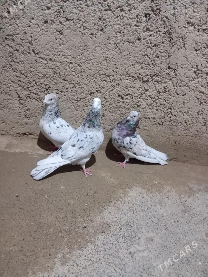 kepderi - Гызыларбат - img 1