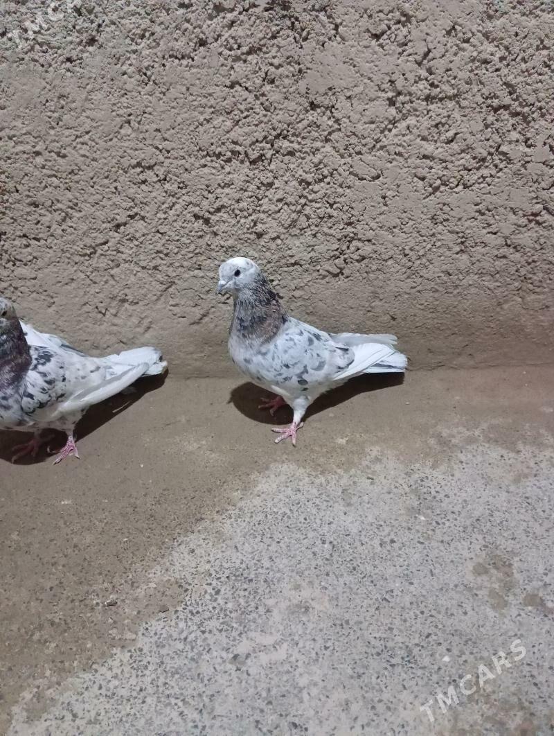 kepderi - Гызыларбат - img 3