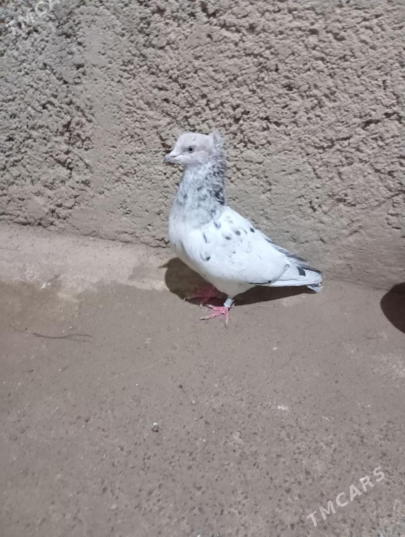 kepderi - Гызыларбат - img 4