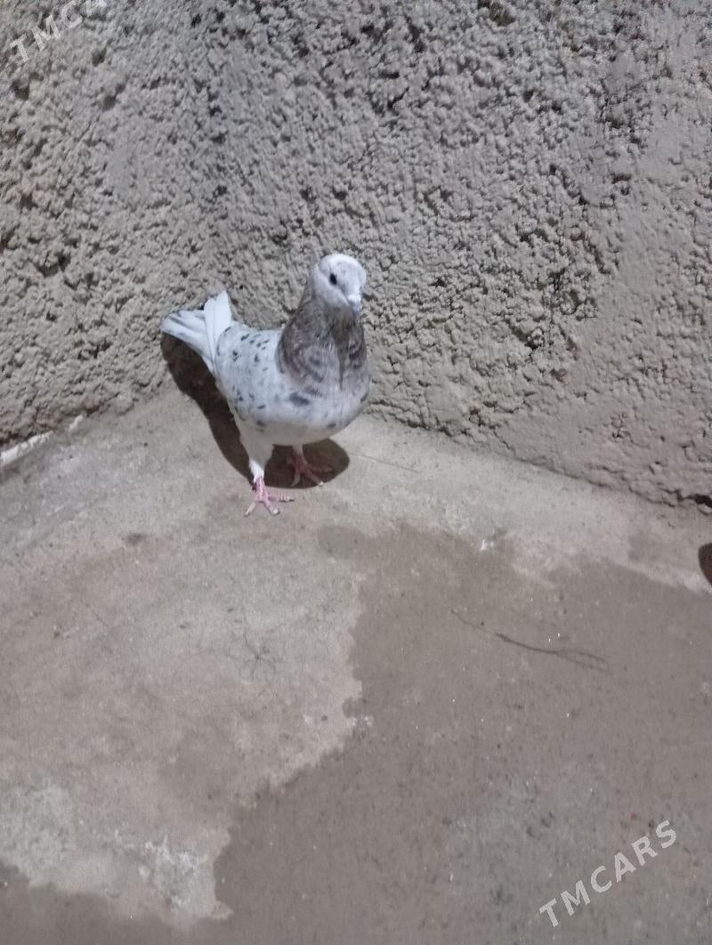 kepderi - Гызыларбат - img 5