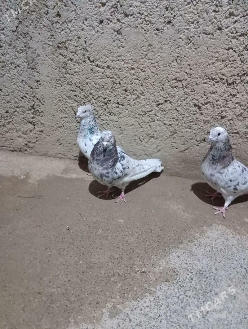 kepderi - Гызыларбат - img 2