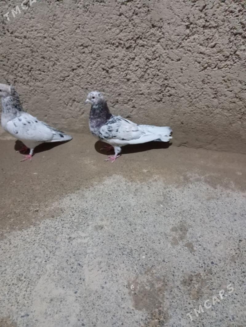 kepderi - Гызыларбат - img 6