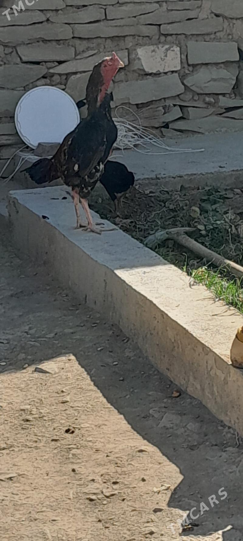 horoz - Bäherden - img 2