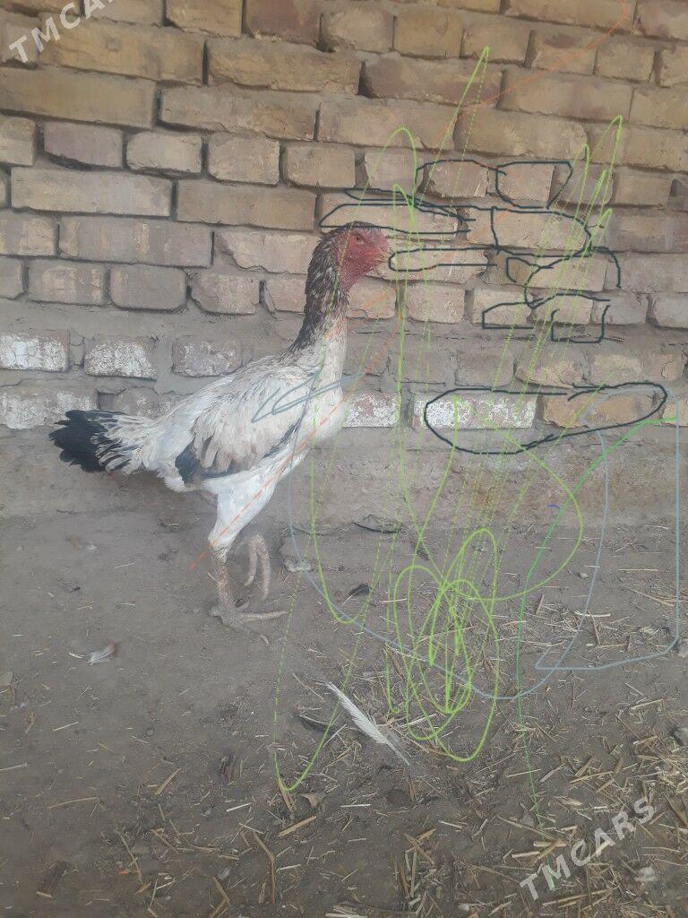 towuk - Görogly (Tagta) - img 1