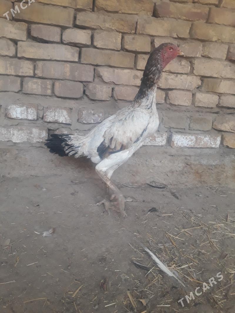 towuk - Görogly (Tagta) - img 2