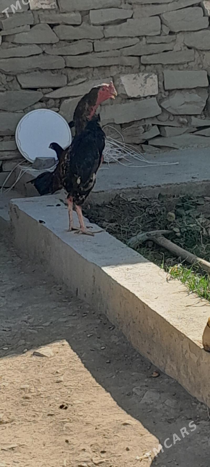 horoz - Bäherden - img 1