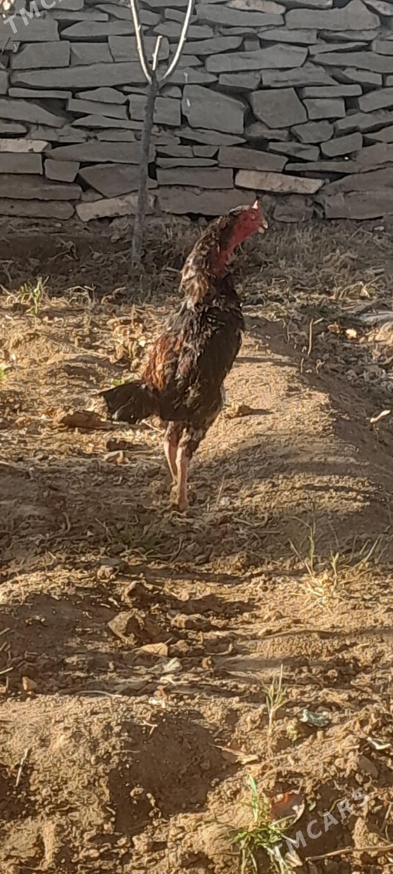 horoz - Bäherden - img 3