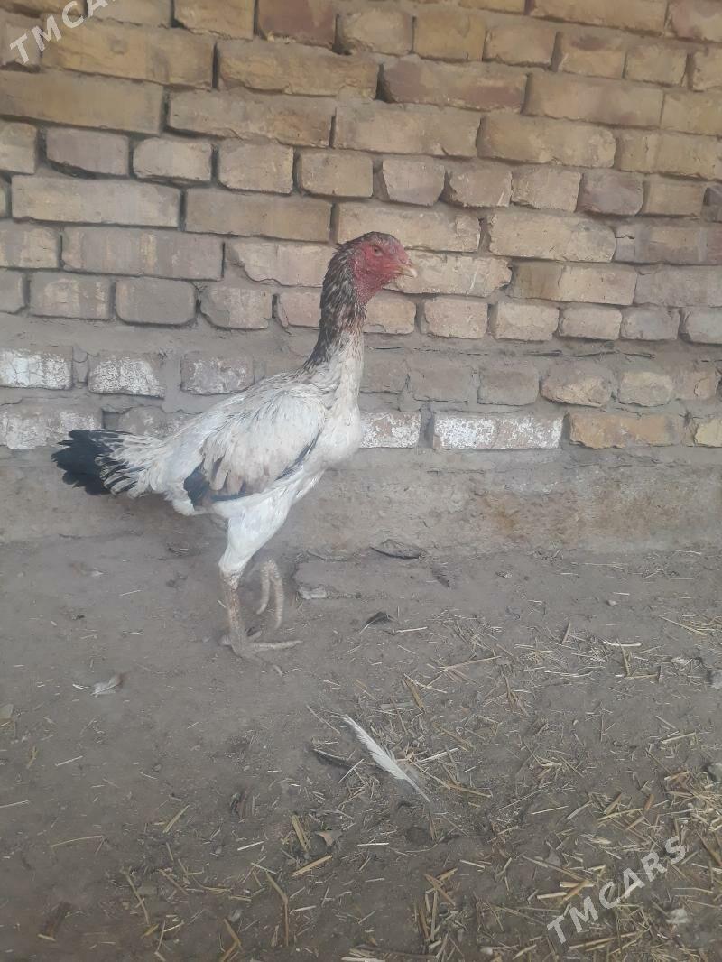 towuk - Görogly (Tagta) - img 3