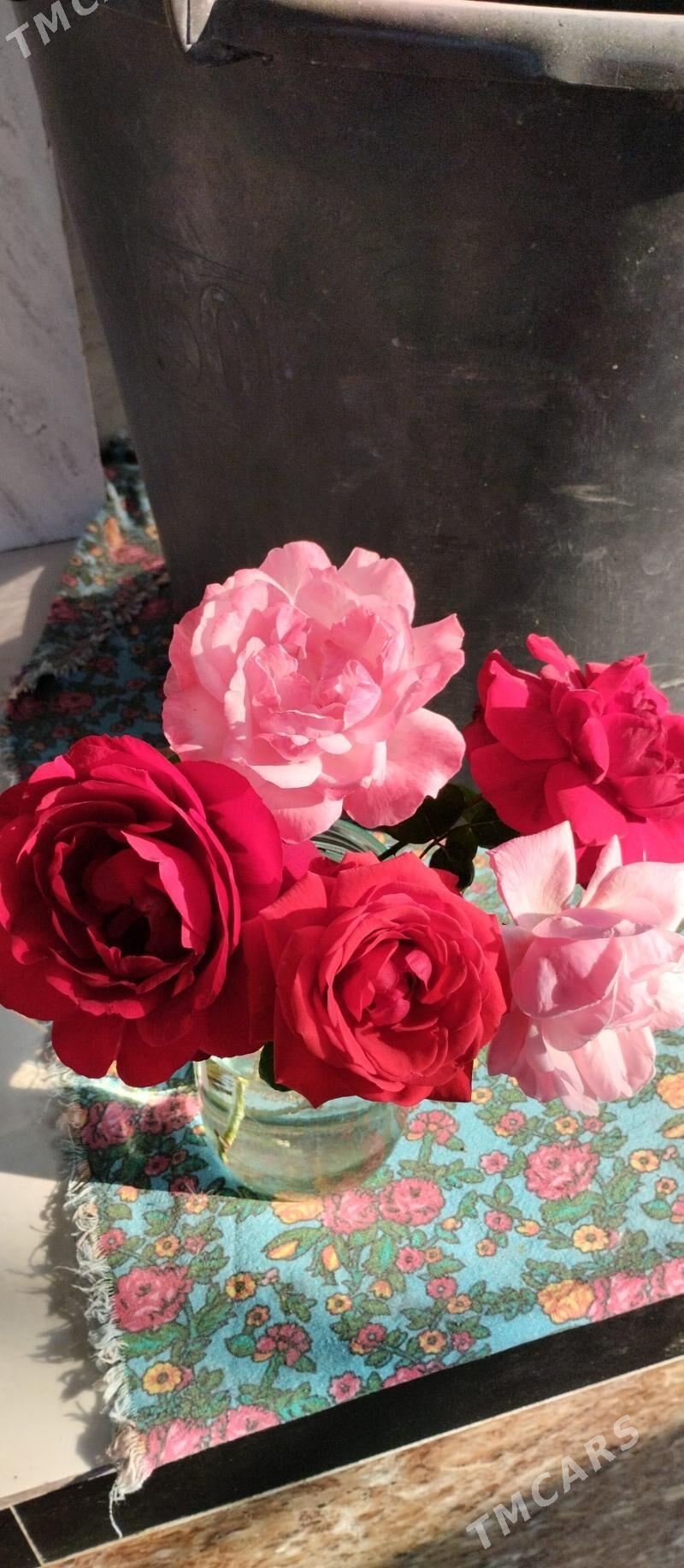 guller - Büzmeýin - img 1