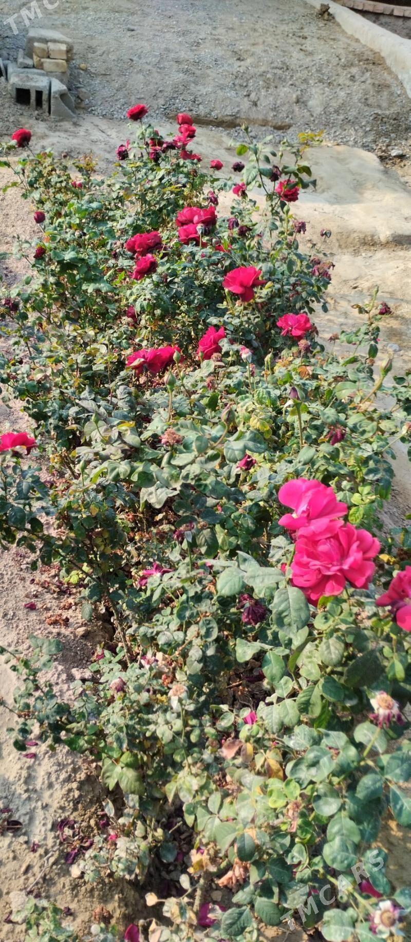 guller - Büzmeýin - img 4