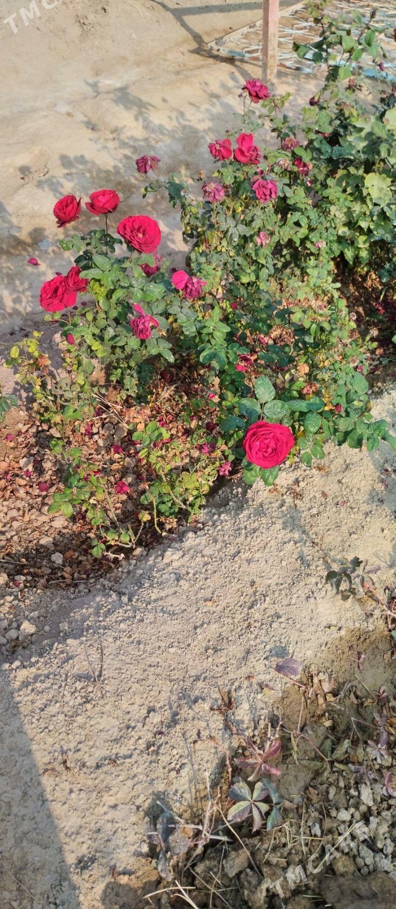 guller - Büzmeýin - img 6