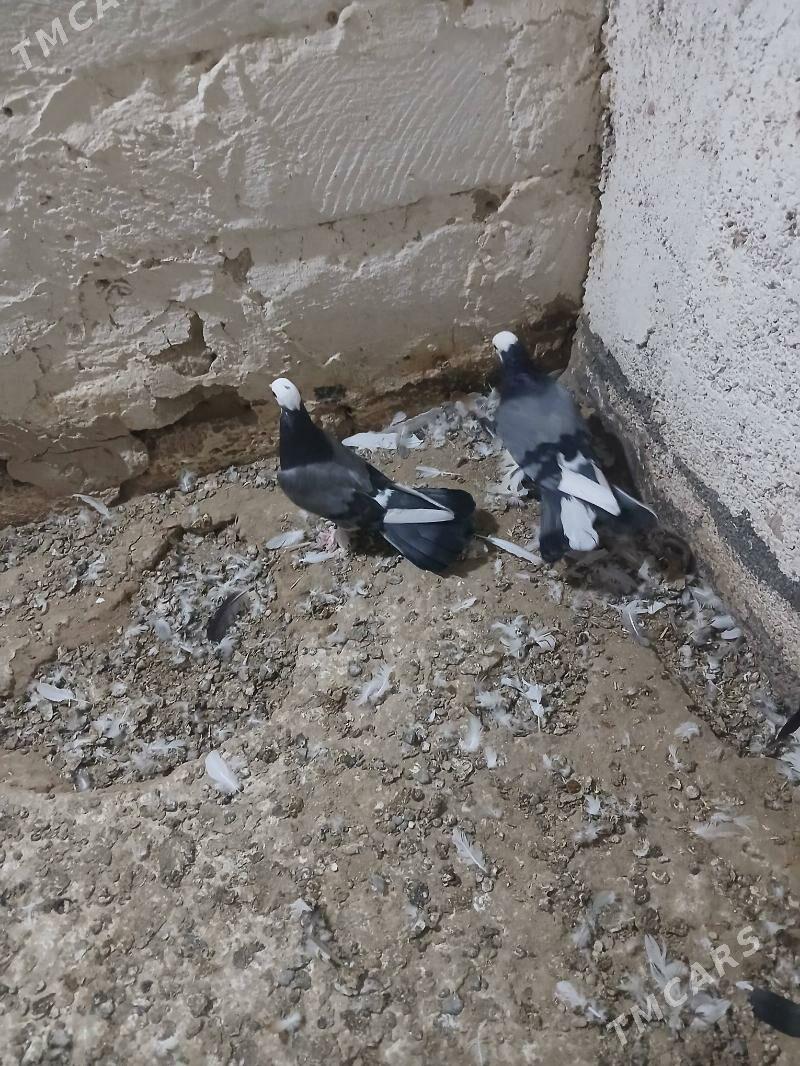 kepderi - Gyzylarbat - img 4