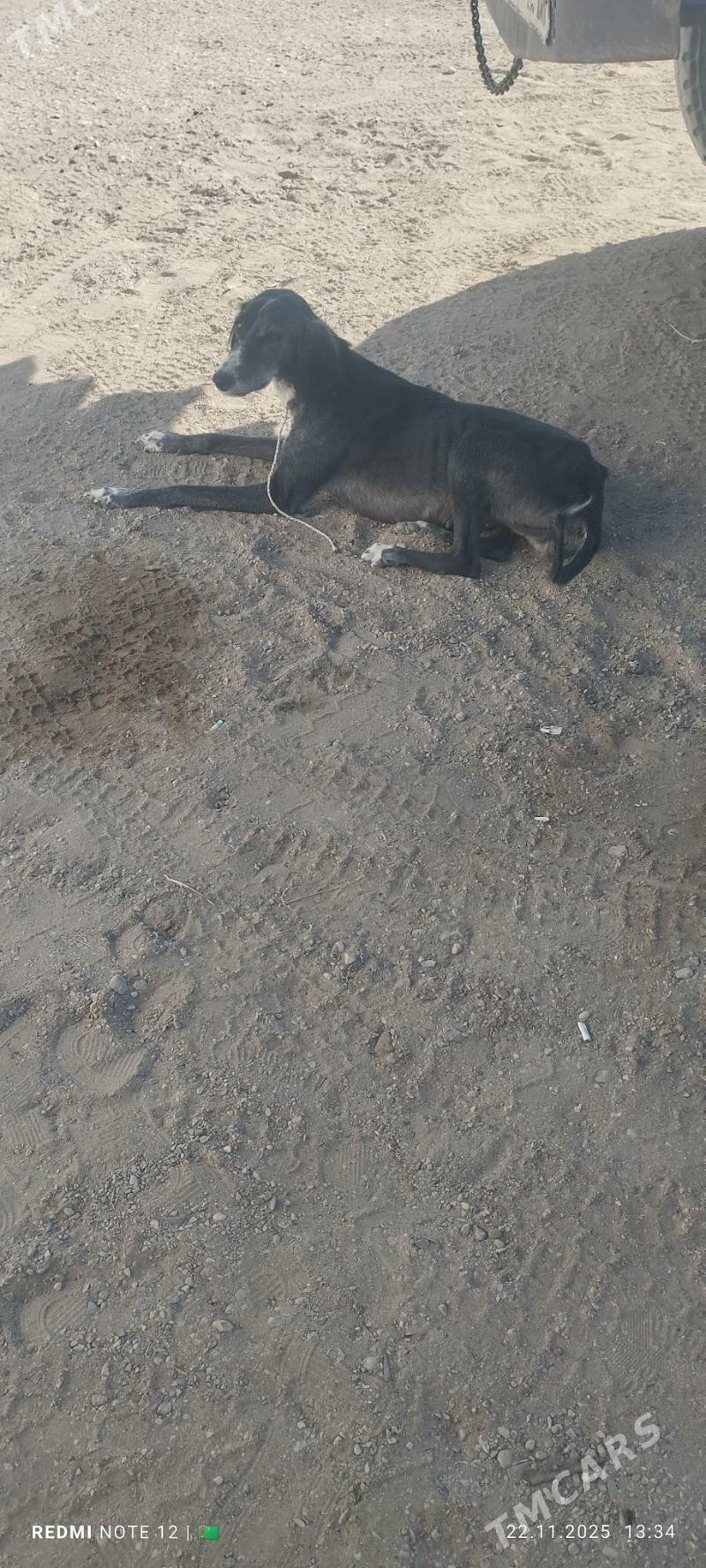 Tazy - Балканабат - img 4