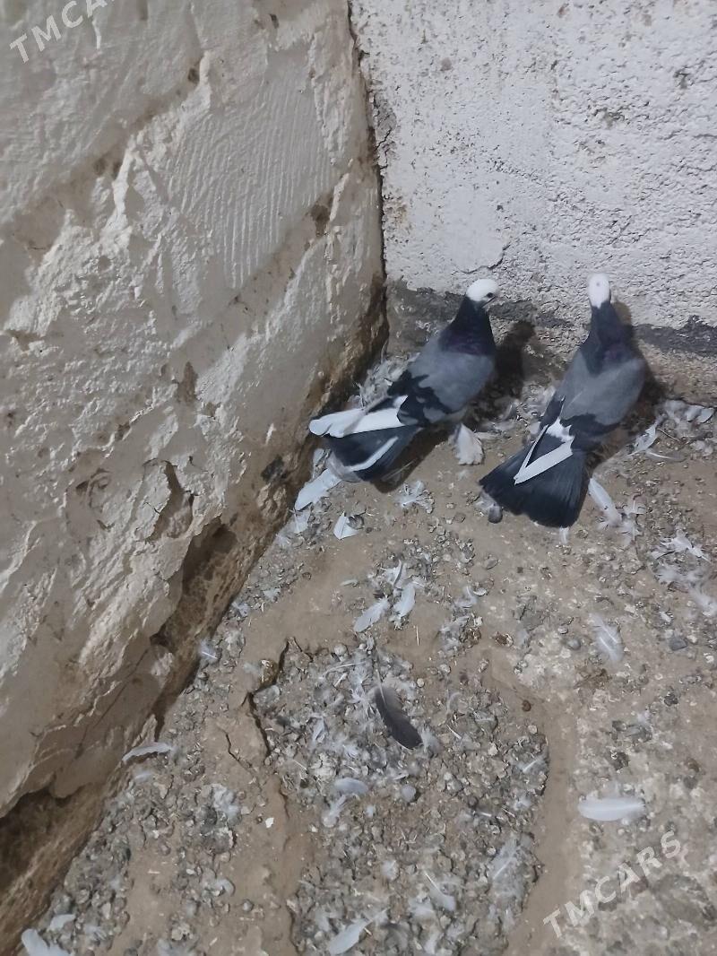 kepderi - Gyzylarbat - img 2