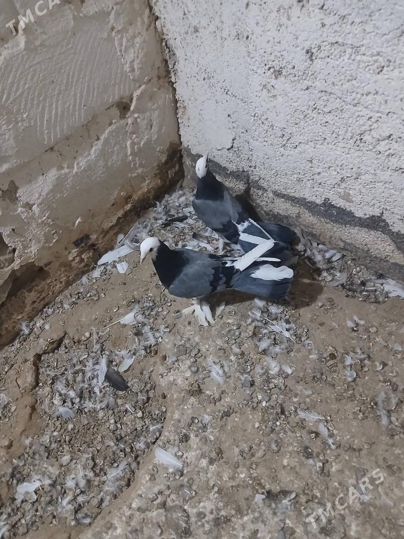 kepderi - Gyzylarbat - img 7